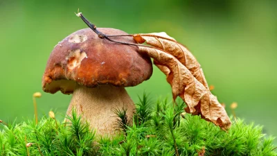 Porcini Mushroom with Dry Leaf on Vibrant Green Moss in Forest image