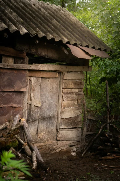 Old Rustic Wooden Shed with Corrugated Roof Amidst Lush Greenery