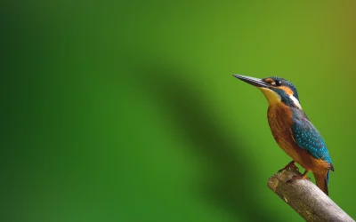 Vibrant Kingfisher Bird Perched on Branch Against Lush Green Background image