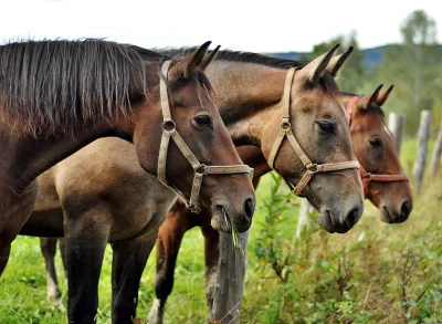 Three majestic horses grazing in a vibrant green pasture with natural halters image