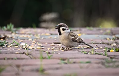 House Sparrow Foraging on Paved Ground: Wildlife Bird Eating Seeds image