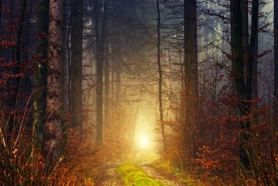 Enchanting Misty Forest Path with Golden Light Illuminating a Mysterious Trail Cinematic Wallpaper image