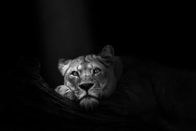 Lioness Portrait with Piercing Golden Eyes, Black and White Cinematic Wallpaper image