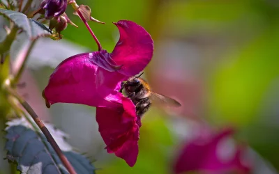 Bumblebee Pollinating Vibrant Fuchsia Jewelweed Flower Macro image
