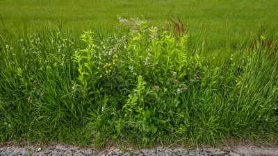 Lush Green Meadow Edge with Vibrant Wildflowers and Tall Grass image