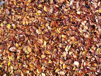 Rich Brown and Gold Autumn Leaves Carpet Texture on Forest Floor image