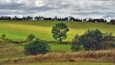 Serene Countryside Landscape with Rolling Green Fields, Scattered Trees, and Overcast Sky image