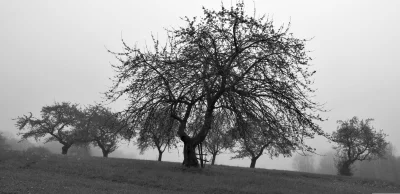 Winter Apple Trees in a Foggy, Melancholic Rural Landscape in Black and White image