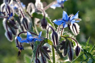 Vibrant Blue Borage Flowers Blooming in a Sunlit Garden with Fuzzy Stems image