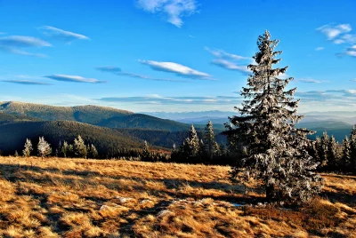 Frosted Evergreen Tree in Golden Autumn Mountain Landscape Under Clear Blue Sky image