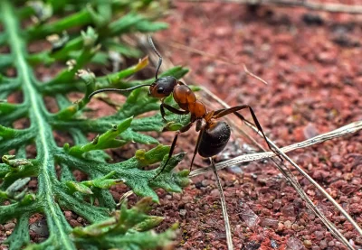 Detailed Macro Photograph of Reddish-Brown Ant on Granular Soil with Green Foliage image