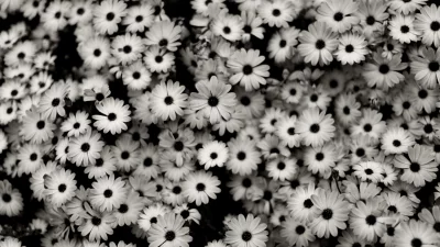 Elegant Black and White Daisy Flowers Blooming Nature Photography image