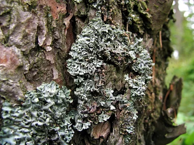 Detailed Close-up of Green Foliose Lichen Thriving on Aged Tree Bark Texture image