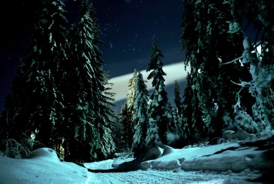 Ethereal Winter Landscape: Snow-Covered Evergreen Forest Under a Starry Night Sky image