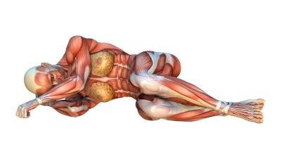 Detailed 3D Anatomy of Female Muscular System Reclining on White for Medical Study image