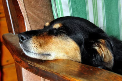Peaceful Black and Tan Dog Sleeping Soundly on a Cozy Wooden Armchair image
