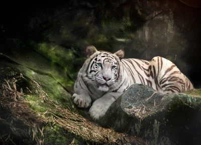 Majestic White Bengal Tiger with Blue Eyes Resting on Mossy Rocks image
