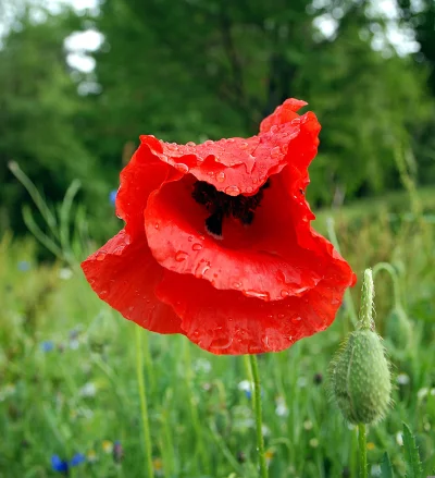 Vibrant Red Poppy Bloom with Fresh Raindrops in a Lush Green Meadow image