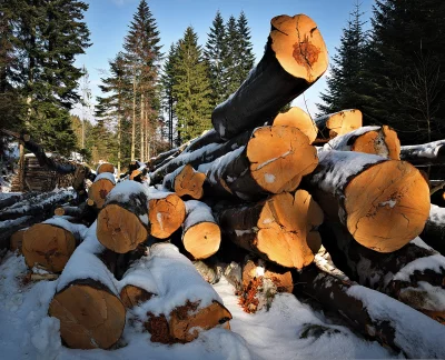 Freshly cut timber logs stacked in snow with a serene winter forest background image