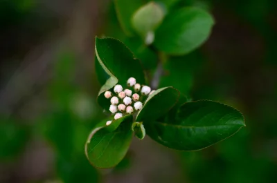 Delicate Pink Flower Buds Emerging Amidst Lush Green Foliage image