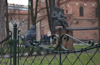Pigeon Perched on Ornate Metal Fence in City Park image