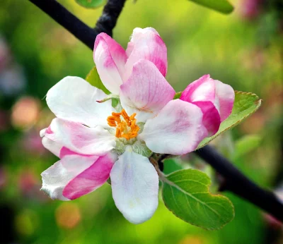 Close-up of Delicate Pink and White Apple Blossom Blooming in Spring Sunlight image