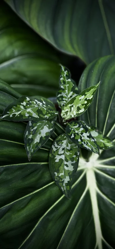 Detailed close-up of a variegated tropical plant leaf with intricate patterns.