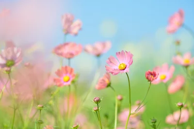 Delicate Pink Cosmos Flower Blooming in a Sunlit Field, Soft Focus Background image