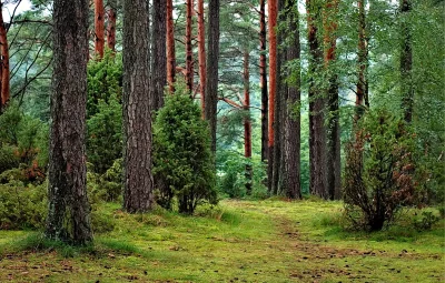 Serene Woodland Path Winding Through a Dense Green Forest with Tall Trees image