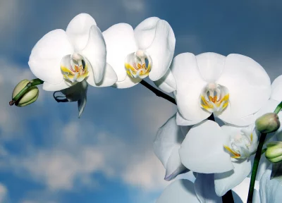 Elegant White Phalaenopsis Orchids Blooming Against a Blue Sky with Soft Clouds image