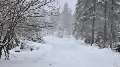 Winter Wonderland Forest Path with Snow-Covered Trees and Misty Winter Atmosphere image