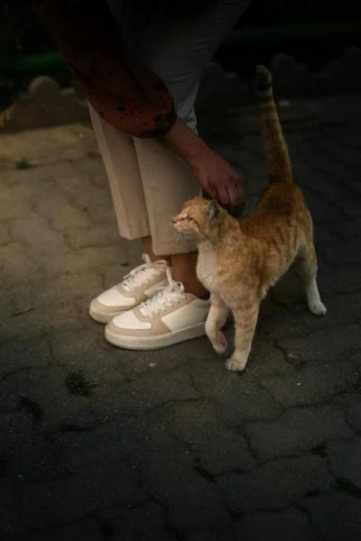 Person petting a curious ginger cat outdoors on a paved path