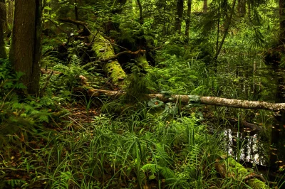 Lush Woodland Scene: Moss-Covered Logs and Reflective Forest Stream image