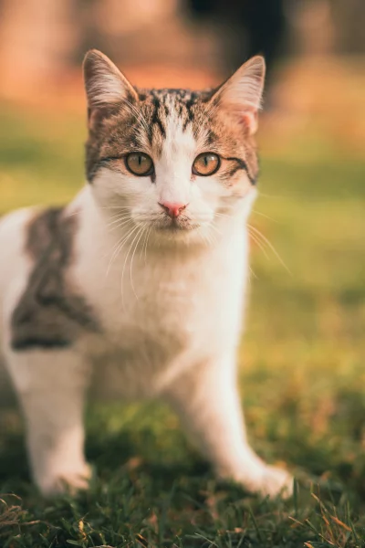 Close-up portrait of a cute tabby cat with bright eyes outdoors