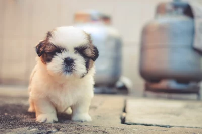 Sweet Fluffy Puppy with Dark Eyes on Concrete Background image