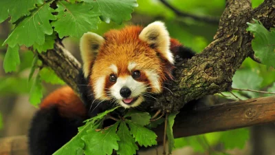 Adorable Red Panda Resting on a Tree Branch in Lush Green Forest image