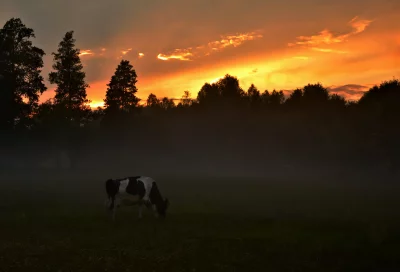 Black and White Cow Grazing in Misty Meadow at Golden Sunset image