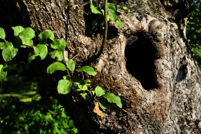 Textured Tree Bark with Natural Hole and Vibrant Green Leaves image