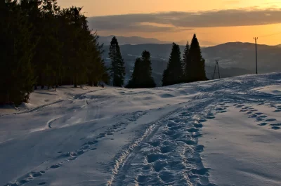 Snowy Mountain Slope at Sunset with Forest and Ski Tracks image