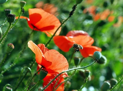 Vibrant Red Poppy Flowers Blooming in a Sunny Field with a Busy Bee image