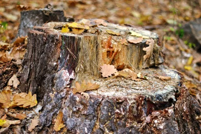 Rustic Woodland Scene: Old Tree Stumps and Golden Autumn Foliage image
