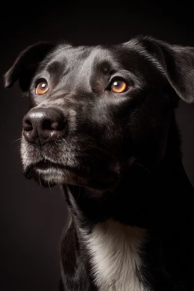 Dramatic Black Dog Portrait with Intense Golden Eyes on Dark Background Studio Shot