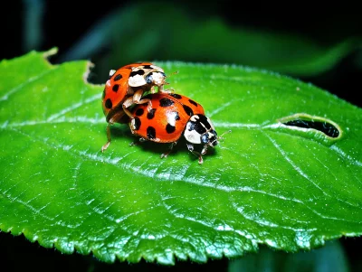 Close-up Macro Shot of Two Vibrant Ladybugs Mating on a Lush Green Leaf image