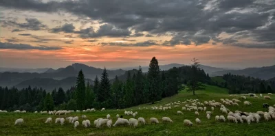 Flock of Sheep Grazing on Mountain Pasture at Scenic Sunset image