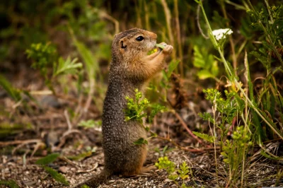 A ground squirrel standing on its hind legs and eating a leaf