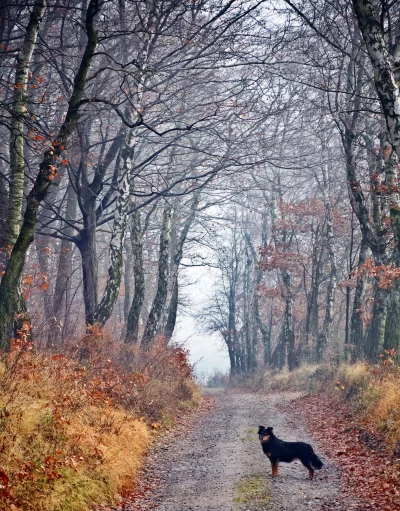 Loyal Dog Stands on Leafy Forest Path in Misty Autumn Woods image