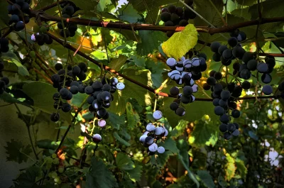 Ripe Dark Grapes Hanging on Vine with Sunlit Leaves in Vineyard image