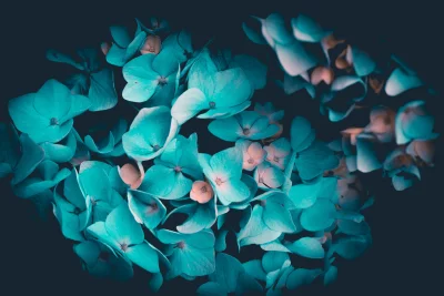 Mystical Turquoise Hydrangea Blooms Against Dark Backdrop, Elegant Floral Art image