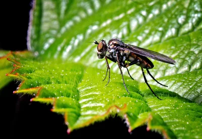 Enchanting Macro Close-up of a Delicate Fly on a Dewy Green Leaf image