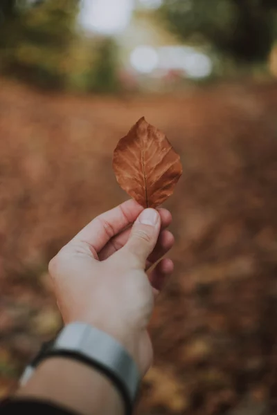 a close-up of a hand holding a brown leaf